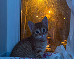 Кошки в Челябинске: Отдам в добрые руки Девочка, Бесплатно - фото 1