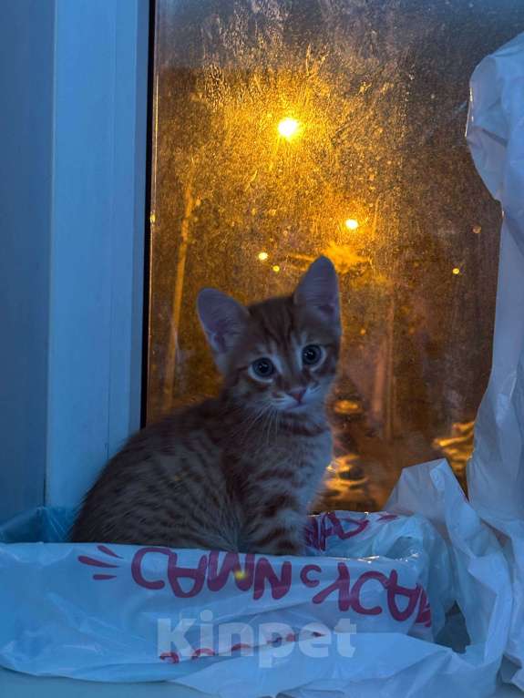 Кошки в Челябинске: Отдам в добрые руки Девочка, Бесплатно - фото 1