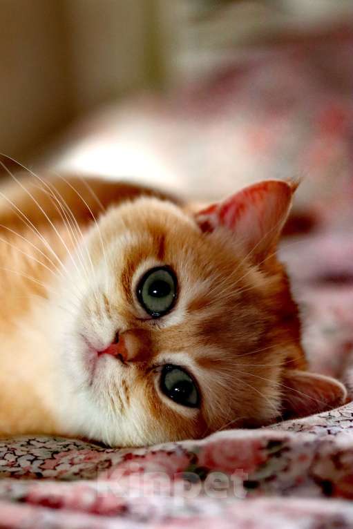 Кошки в Санкт-Петербурге: Продам котика порода британская золотая шиншилла Мальчик, 80 000 руб. - фото 3