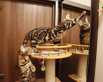 Кошки в Санкт-Петербурге: Бенгальские котята выставочного уровня  Мальчик, 70 000 руб. - фото 5