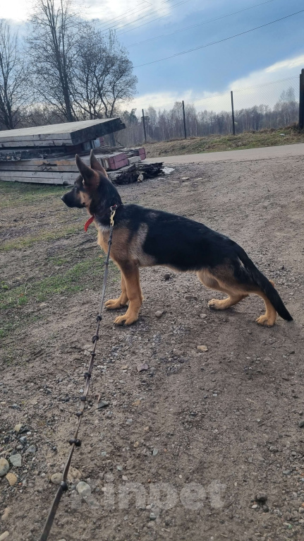 Собаки в Москве: щенки немецкой овчарки Девочка, 90 000 руб. - фото 3