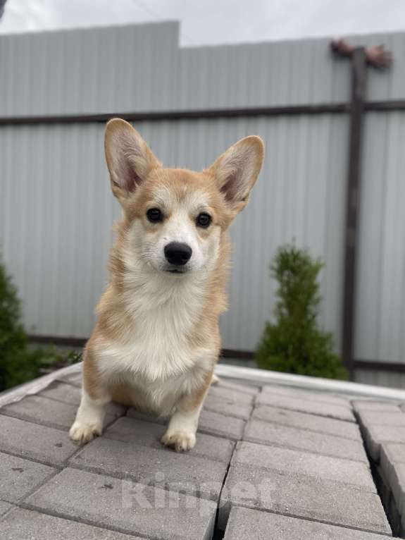 Собаки в Брянске: Щенок вельш корги пемброк Девочка, Бесплатно - фото 3