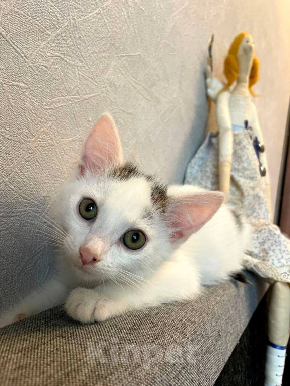Кошки в Москве: Котенок Семен ищет дом Мальчик, Бесплатно - фото 6