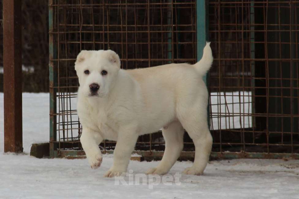 Собаки в Санкт-Петербурге: ЖАКУТ  Мальчик, 60 000 руб. - фото 3