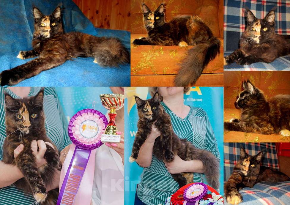 Кошки в Москве: Мейн-кун титулованная кошка шоу-класс 11 мес в разведение Девочка, 45 000 руб. - фото 1