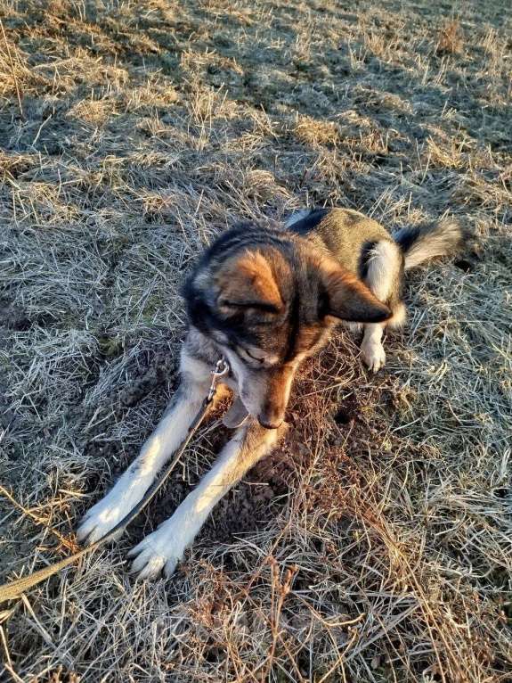 Собаки в других городах Московской области: Отдам собаку хаски Девочка, Бесплатно - фото 2