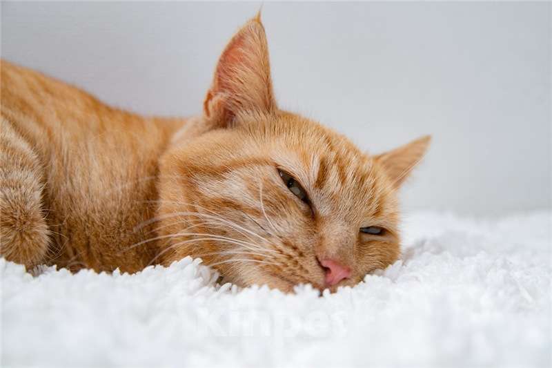 Кошки в Москве: Рыжая кошка в добрые руки. Девочка, Бесплатно - фото 3