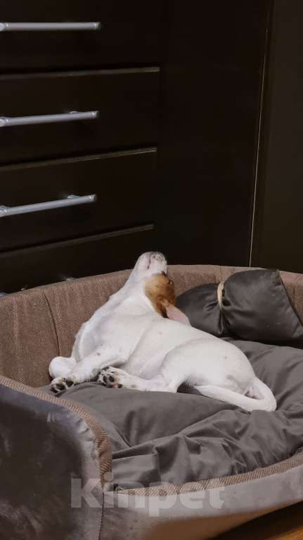 Собаки в Москве: Джек Рассел в добрые руки Девочка, 10 руб. - фото 4