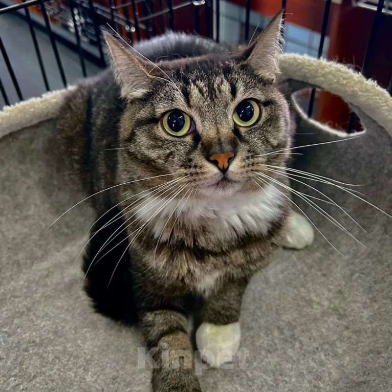 Кошки в Москве: Медуша живет в клетке 4 года Мальчик, Бесплатно - фото 3
