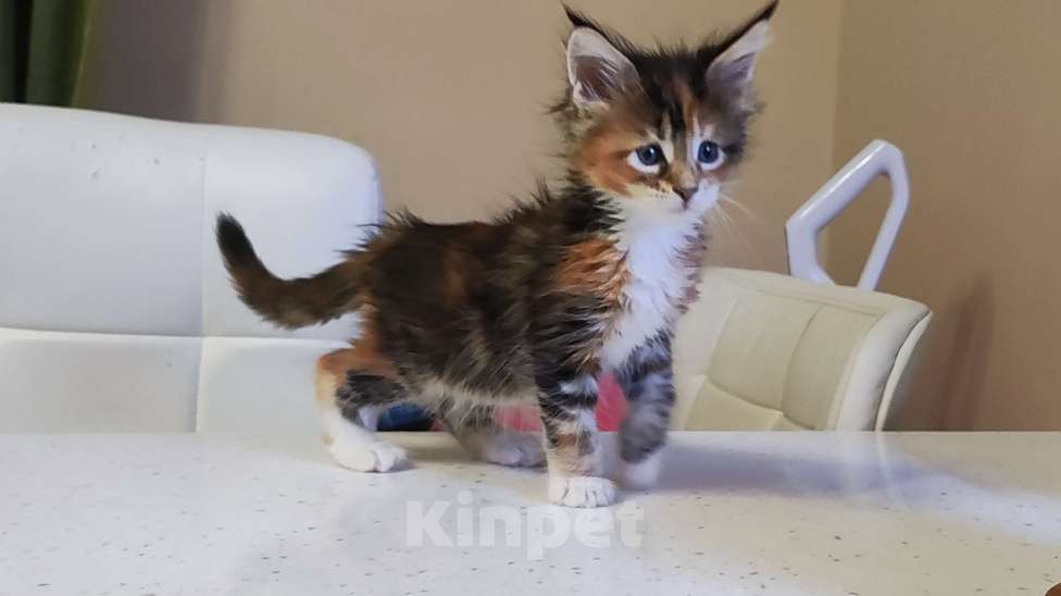 Кошки в Санкт-Петербурге: Котенок Мейн кун из питомника  Девочка, 60 000 руб. - фото 3