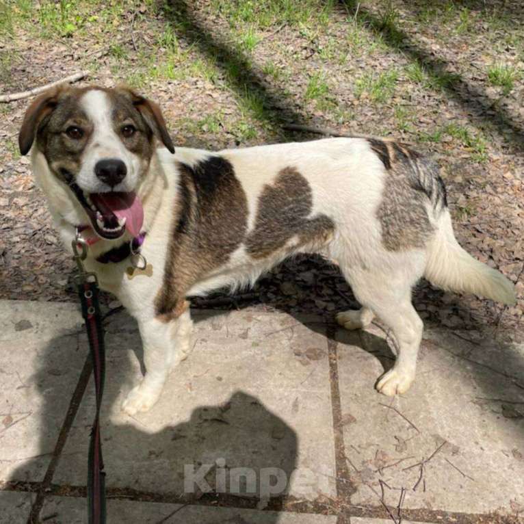 Собаки в Москве: Денди Мальчик, Бесплатно - фото 4