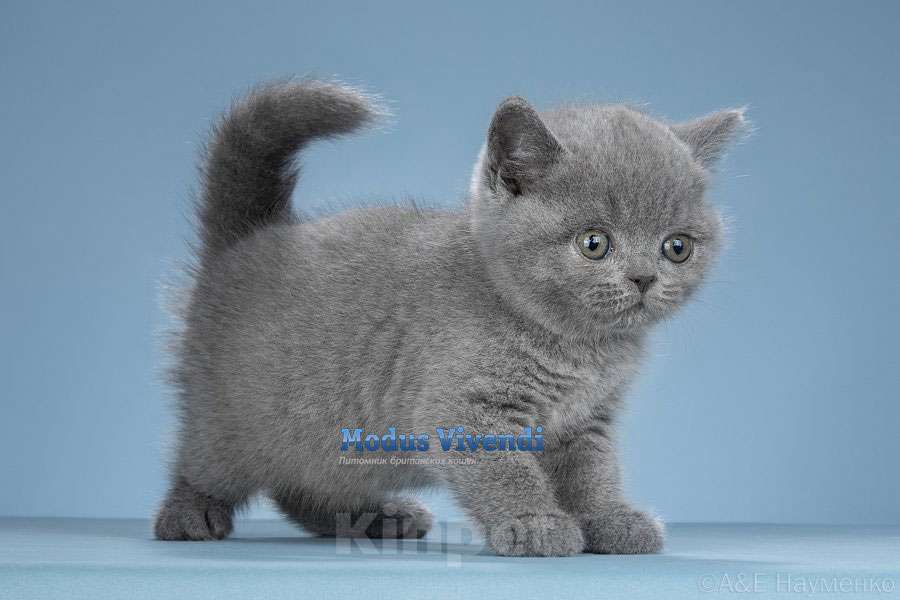 Кошки в других городах Московской области: Шикарный малышок Мальчик, 60 000 руб. - фото 3