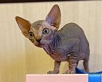 Кошки в Москве: Мистическая кошечка канадского сфинкса Девочка, 50 000 руб. - фото 2
