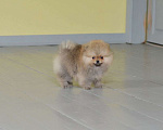 Собаки в Подольске: Шпиц щенок оранж Мальчик, Бесплатно - фото 7