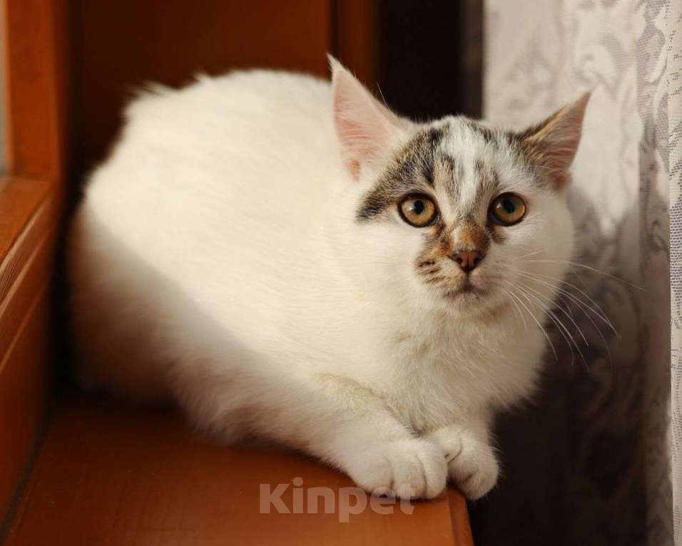 Кошки в Москве: Маленькая Варя грустит — никто не хочет забирать ее Девочка, Бесплатно - фото 1