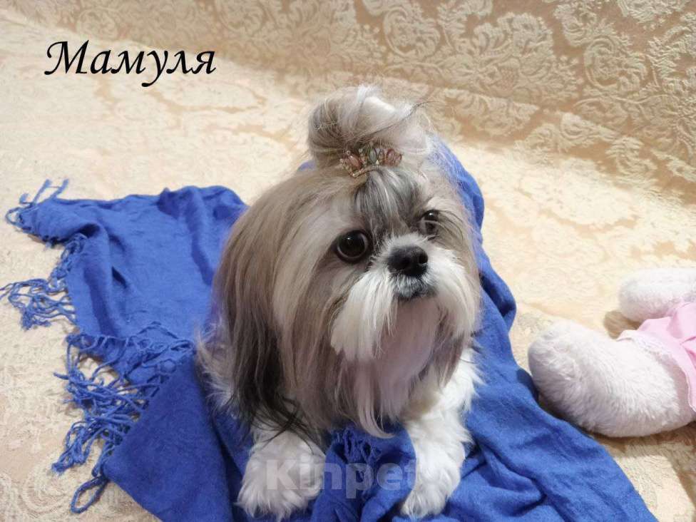 Собаки в других городах Краснодарского края: Очаровательные девочки и мальчики ши-тцу от титулованных родителей Мальчик, Бесплатно - фото 6