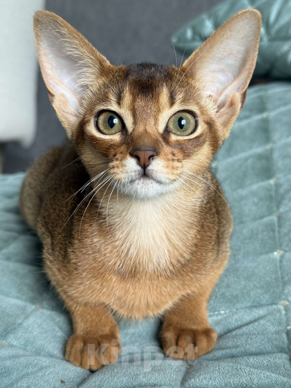 Кошки в Краснодаре: Абиссинский котенок дикого окраса  Девочка, 75 000 руб. - фото 1