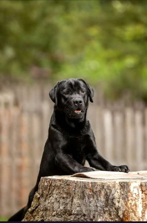 Собаки в Томске: Чёрный подрощенный мальчик.  Мальчик, 30 000 руб. - фото 7