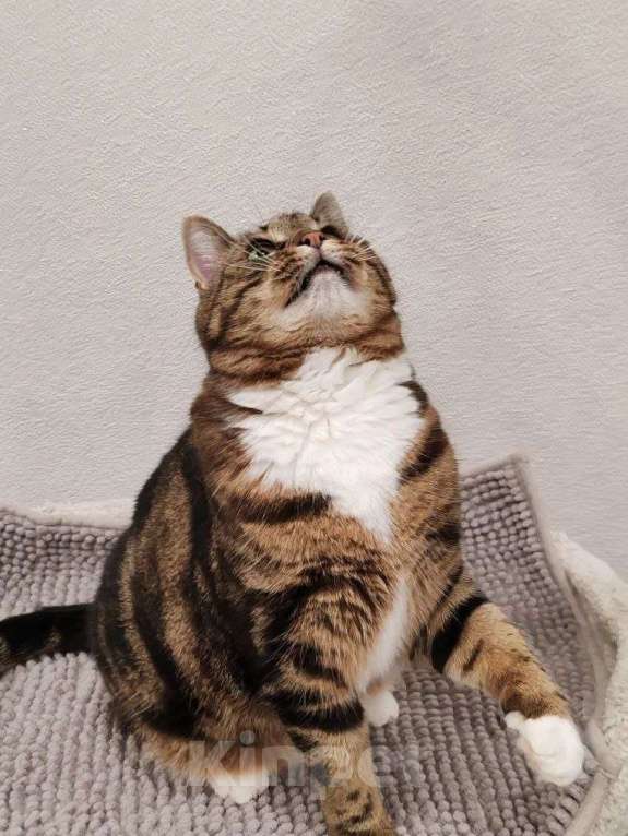 Кошки в Москве: Василиса: уютная булочка с мраморной шубкой ищет семью Девочка, Бесплатно - фото 9