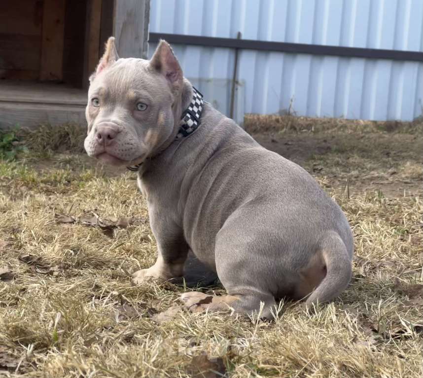 Собаки в Москве: Булли американский Девочка, Бесплатно - фото 4