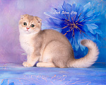 Кошки в Санкт-Петербурге: Голубое золото кот 🐈 скоттиш-фолд Мальчик, 30 000 руб. - фото 7
