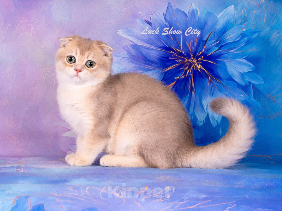 Кошки в Санкт-Петербурге: Голубое золото кот 🐈 скоттиш-фолд Мальчик, 30 000 руб. - фото 7