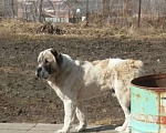 Собаки в Санкт-Петербурге: Пес породы Алабай срочно ищет дом Мальчик, 10 руб. - фото 1