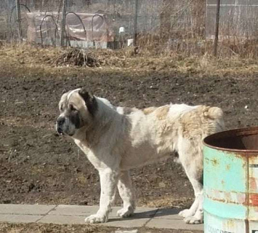 Объявление: Пес породы Алабай срочно ищет дом, 10 руб., Санкт-Петербург