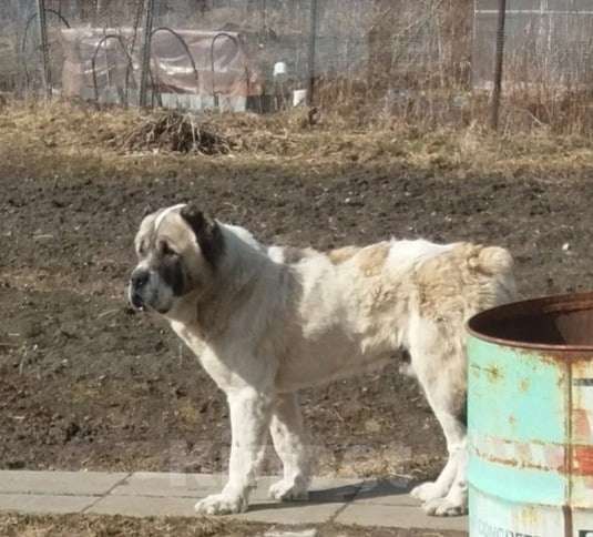 Собаки в Санкт-Петербурге: Пес породы Алабай срочно ищет дом Мальчик, 10 руб. - фото 1