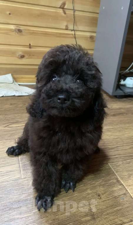 Собаки в Темрюке: Мальчики и девочки Девочка, Бесплатно - фото 4