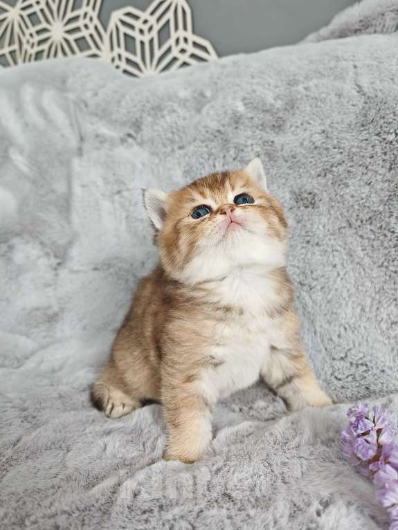 Кошки в Москве: Свободна для резерва шотландская кошечка Девочка, 70 000 руб. - фото 5