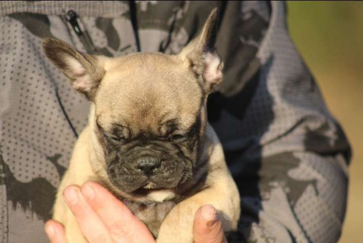 Собаки в Санкт-Петербурге: Щенки французского бульдога Разнополые, 60 000 руб. - фото 5
