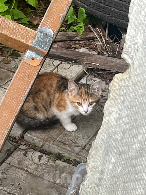Кошки в Ярославле: Котята в добрые руки Девочка, Бесплатно - фото 4