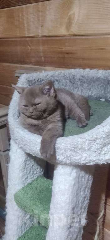 Кошки в Санкт-Петербурге: Фея Девочка, 40 000 руб. - фото 3