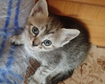 Кошки в Астрахани: Котята Разнополые, Бесплатно - фото 1