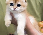 Кошки в Сочи: Шотландская девочка Девочка, 45 000 руб. - фото 2