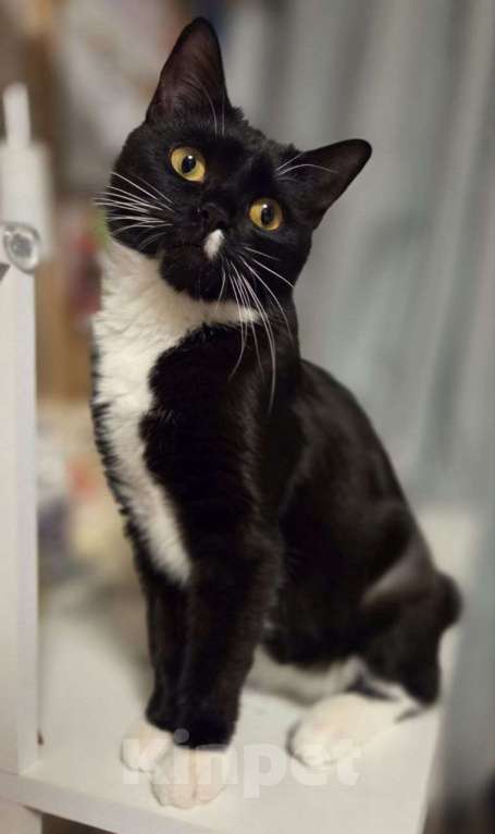 Кошки в Москве: Прелестный котёнок в добрые руки Девочка, Бесплатно - фото 3