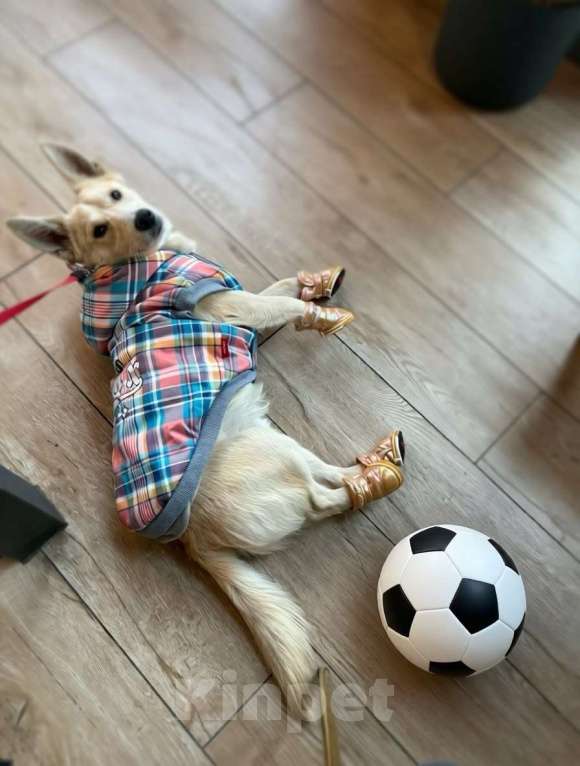 Собаки в Москве: Щенок Бади ищет дом Мальчик, Бесплатно - фото 3