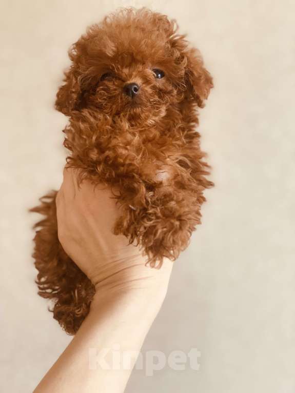 Собаки в Москве: Мини мальчик той-пуделя из Китая  Мальчик, 190 000 руб. - фото 1