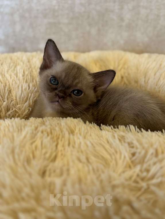 Кошки в Екатеринбурге: Европейские бурманские котята  Мальчик, Бесплатно - фото 3