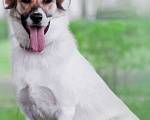 Собаки в Москве: Белый метис лабрадора Бэль в добрые руки Девочка, 1 руб. - фото 2