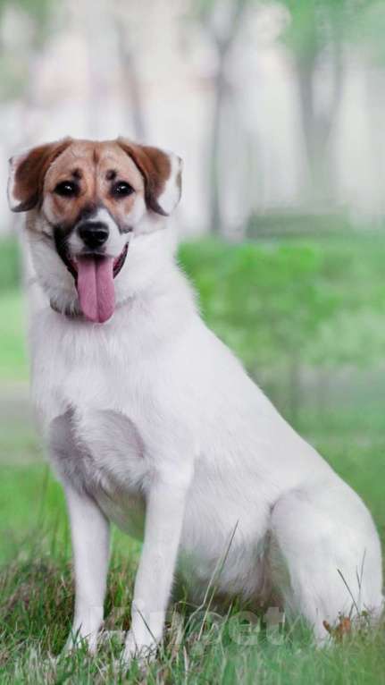 Собаки в Москве: Белый метис лабрадора Бэль в добрые руки Девочка, 1 руб. - фото 2