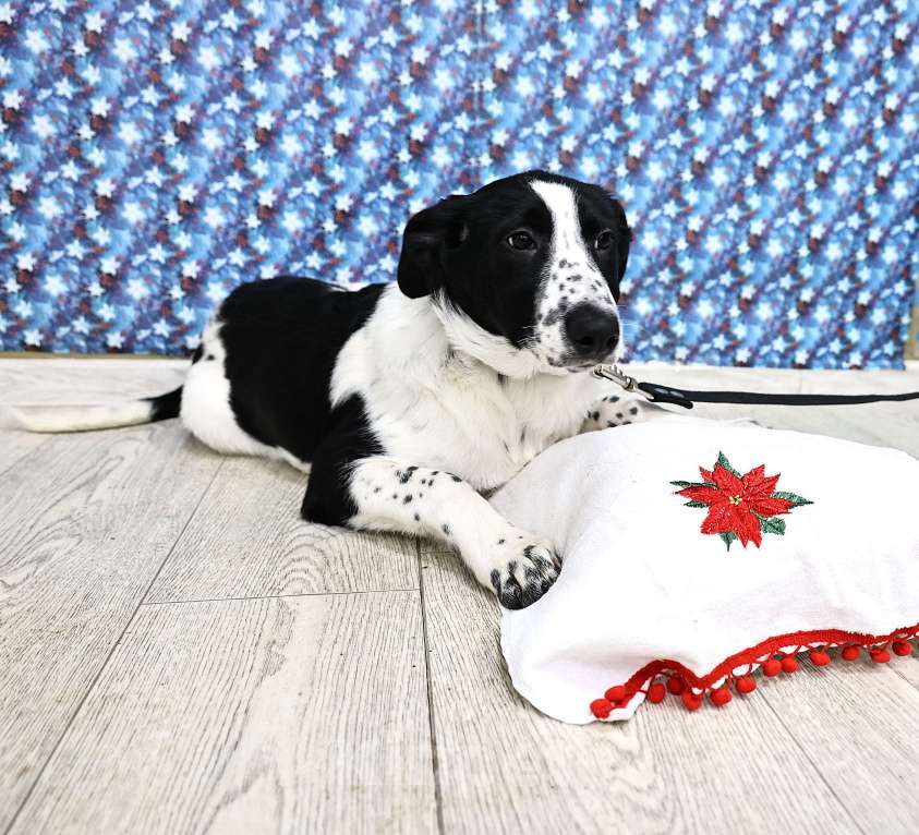 Собаки в Москве: Щенки бесплатно в Москве Девочка, Бесплатно - фото 7