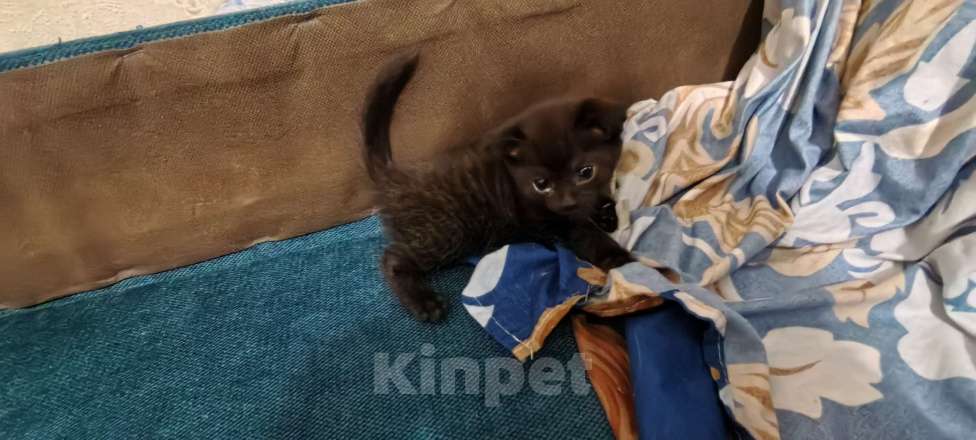 Кошки в Омске: Маленький котенок  Девочка, Бесплатно - фото 1