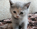 Кошки в Красноярске: Отдам котят в добрые руки Девочка, 1 руб. - фото 4
