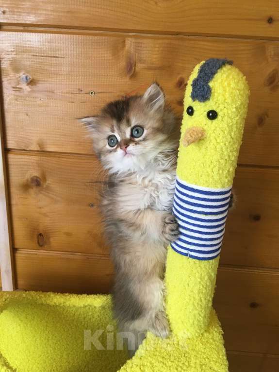 Кошки в Москве: Котик золотая шиншилла Мальчик, 40 000 руб. - фото 3