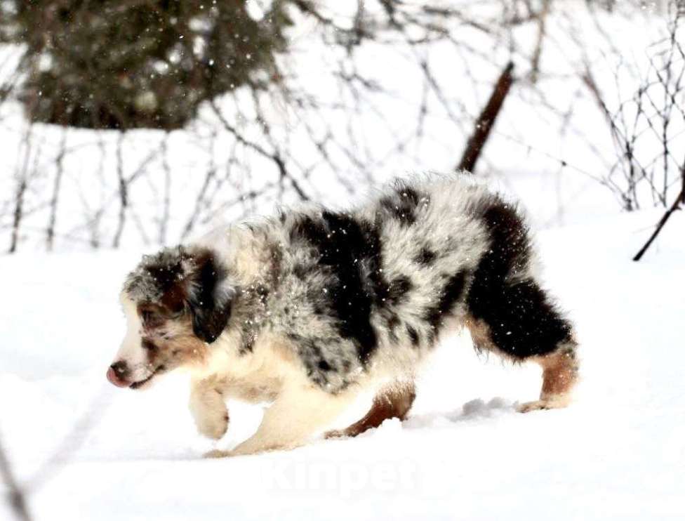 Собаки в других городах Московской области: Мальчик, мини-аусси Мальчик, 80 000 руб. - фото 4