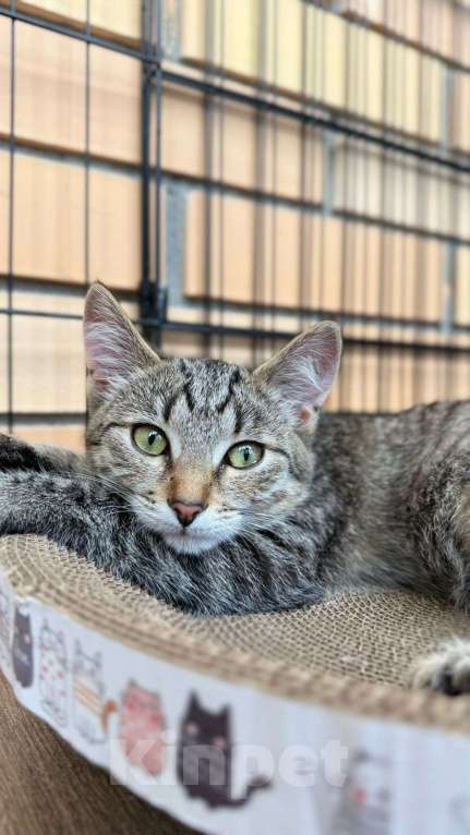 Кошки в Москве: Очаровательная малышка Пиаф ищет свою семью Девочка, Бесплатно - фото 3