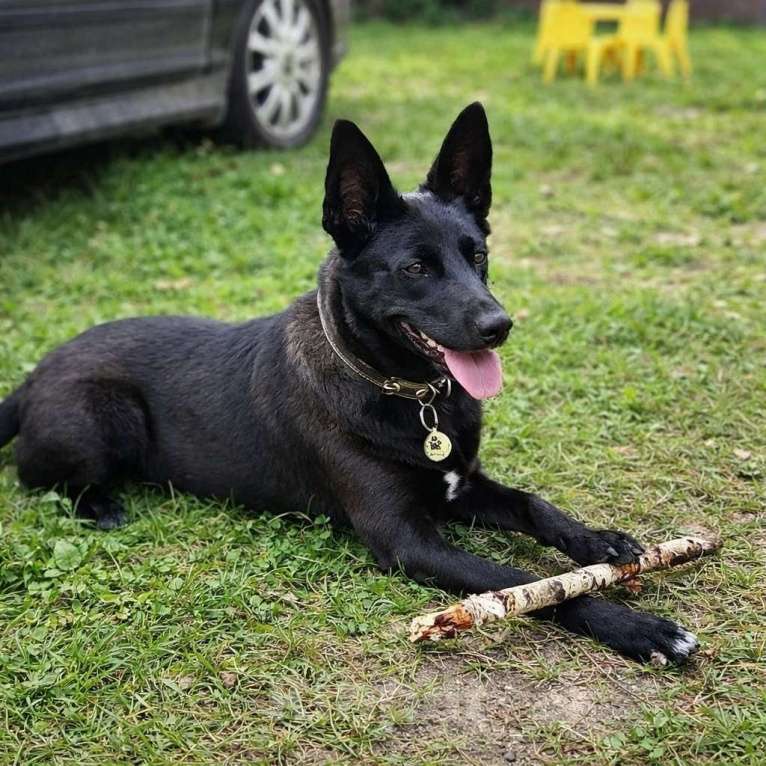 Собаки в Москве: Белка ищет дом Девочка, Бесплатно - фото 8