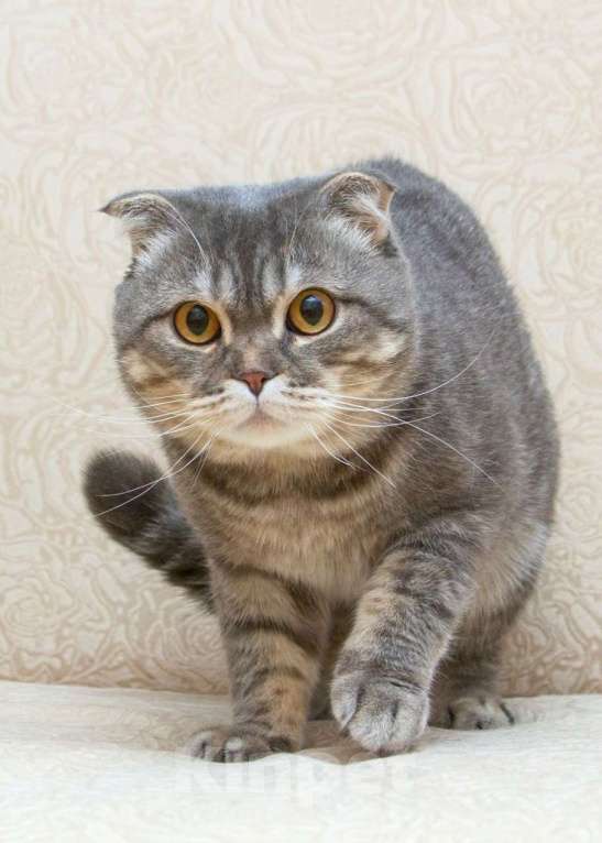 Кошки в Москве: Шотландский кот Зайка в добрые руки Мальчик, Бесплатно - фото 1